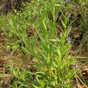 Photographie n°32560 du taxon Lithospermum purpurocaeruleum L.