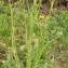  Marie  Portas - Crepis vesicaria subsp. taraxacifolia (Thuill.) Thell.