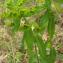  Marie  Portas - Euphorbia dulcis L.