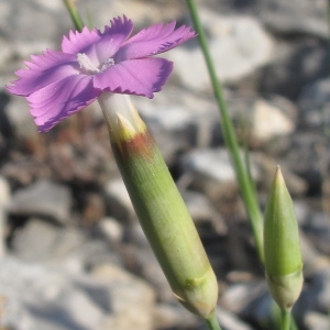 Photographie n°32574 du taxon Dianthus sylvestris Wulfen [1786]