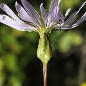 Photographie n°32579 du taxon Scorzonera purpurea L. [1753]