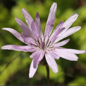 Photographie n°32580 du taxon Scorzonera purpurea L. [1753]