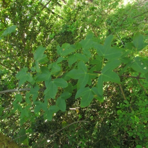 Photographie n°32582 du taxon Acer monspessulanum L.