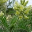  Sébastien RAMSAY - Oxytropis pilosa (L.) DC. [1802]