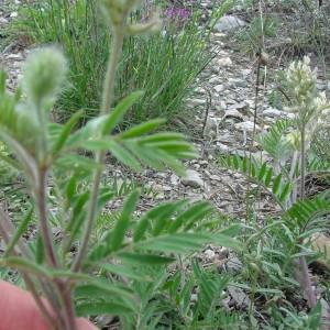  - Oxytropis pilosa (L.) DC. [1802]