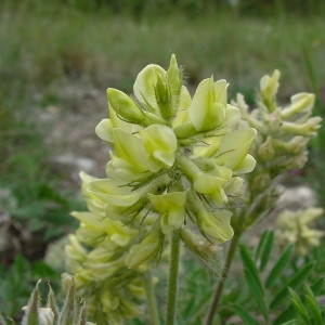 Photographie n°32602 du taxon Oxytropis pilosa (L.) DC. [1802]