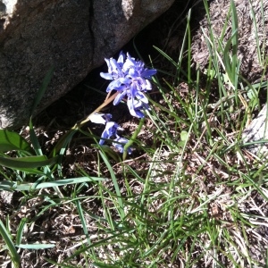 Photographie n°32636 du taxon Scilla bifolia L. [1753]