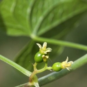 Photographie n°32639 du taxon Tamus communis L. [1753]