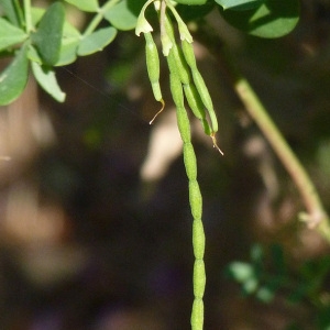 Coronilla minima subsp. lotoides (W.D.J.Koch) Nyman (Coronille faux lotier)