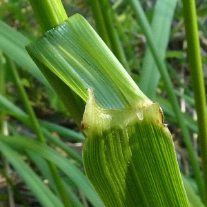  - Festuca pratensis Huds. [1762]