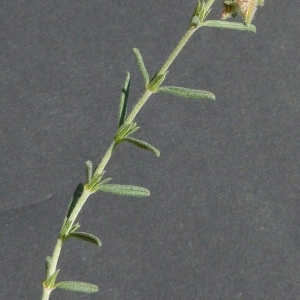 Photographie n°32664 du taxon Helianthemum hirtum (L.) Mill. [1768]