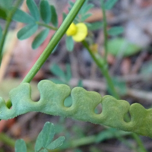 Photographie n°32665 du taxon Hippocrepis biflora Spreng. [1815]