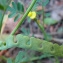  Bertrand BUI - Hippocrepis biflora Spreng. [1815]