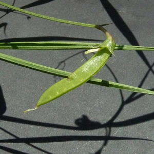 Photographie n°32667 du taxon Lathyrus annuus L. [1753]