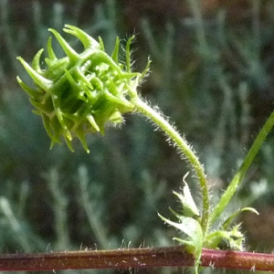 Photographie n°32670 du taxon Medicago truncatula Gaertn. [1791]