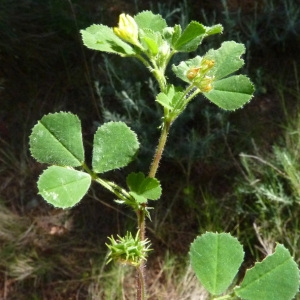 Medicago tribuloides proles tentaculata (Willd.) Rouy (Luzerne tronquée)