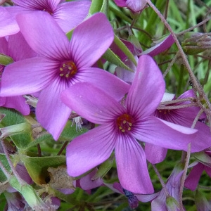 Photographie n°32672 du taxon Oxalis articulata Savigny [1798]