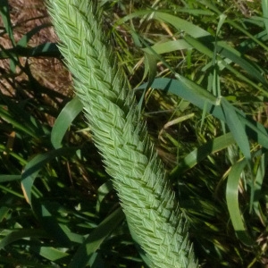 Photographie n°32676 du taxon Phalaris aquatica L. [1755]