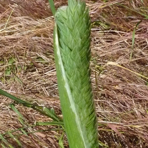 Photographie n°32677 du taxon Phalaris aquatica L. [1755]