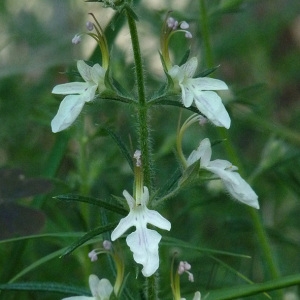 Photographie n°32679 du taxon Teucrium pseudochamaepitys L. [1753]