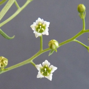 Thesium humifusum subsp. divaricatum (Jan ex Mert. & W.D.J.Koch) Bonnier & Layens (Thésium divariqué)