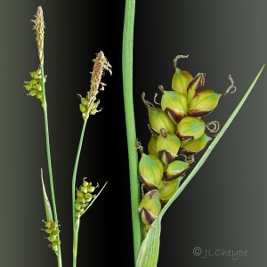 Photographie n°32687 du taxon Carex panicea L. [1753]