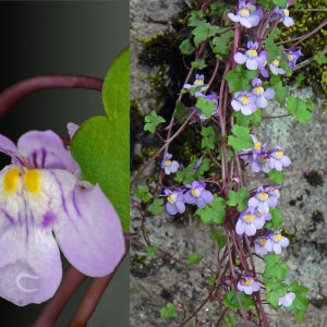 Photographie n°32691 du taxon Cymbalaria muralis f. muralis 