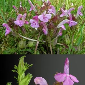 Photographie n°32698 du taxon Pedicularis sylvatica L. [1753]