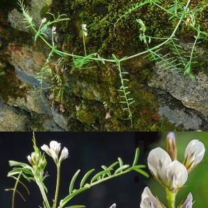Photographie n°32701 du taxon Vicia hirsuta (L.) Gray [1821]