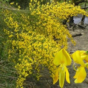 Photographie n°32702 du taxon Cytisus scoparius (L.) Link [1822]