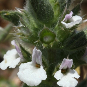 Photographie n°32714 du taxon Sideritis romana L. [1753]