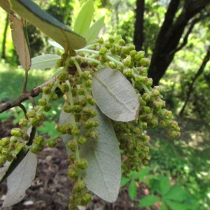 Photographie n°32745 du taxon Quercus ilex L. [1753]