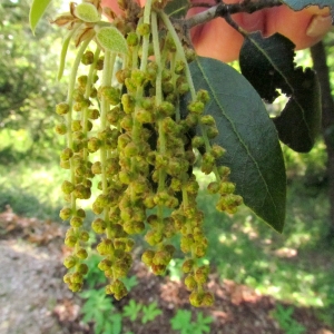 Photographie n°32746 du taxon Quercus ilex L. [1753]