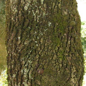 Photographie n°32747 du taxon Quercus ilex L. [1753]