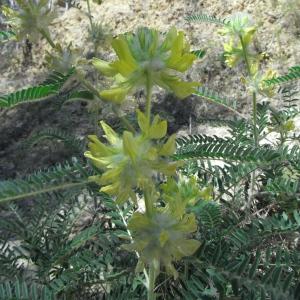 Photographie n°32757 du taxon Astragalus alopecuroides L. [1753]