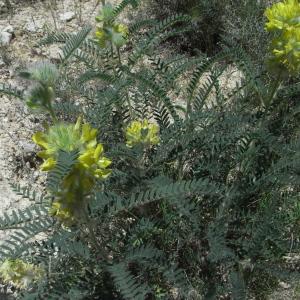 Photographie n°32759 du taxon Astragalus alopecuroides L. [1753]