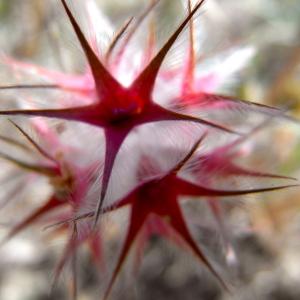 Photographie n°32760 du taxon Trifolium stellatum L. [1753]