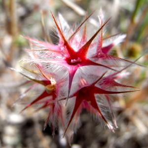 Photographie n°32761 du taxon Trifolium stellatum L. [1753]