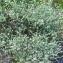   - Dorycnium pentaphyllum subsp. pentaphyllum