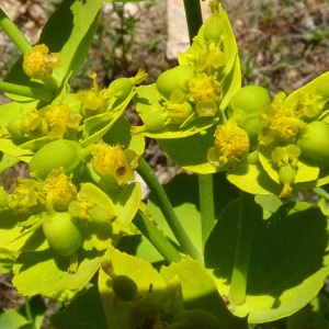 Photographie n°32781 du taxon Euphorbia serrata L. [1753]