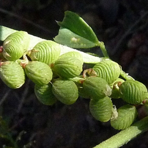 Photographie n°32784 du taxon Melilotus sulcatus Desf. [1799]