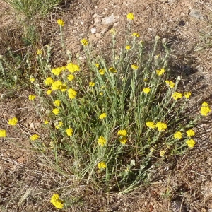 Photographie n°32785 du taxon Achillea tomentosa L. [1753]