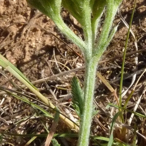 Photographie n°32786 du taxon Achillea tomentosa L. [1753]