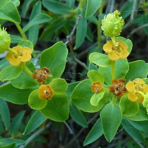 Photographie n°32790 du taxon Euphorbia spinosa L. [1753]