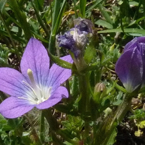 Photographie n°32791 du taxon Legousia pentagonia (L.) Druce [1908]