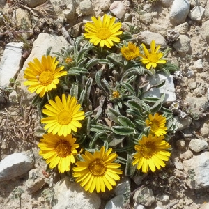 Photographie n°32797 du taxon Pallenis maritima (L.) Greuter [1997]