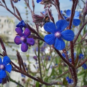 Photographie n°32813 du taxon Anchusa italica Retz. [1779]