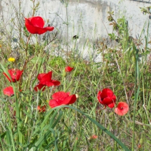 Photographie n°32821 du taxon Papaver rhoeas L.