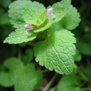 Photographie n°32824 du taxon Lamium purpureum L. [1753]