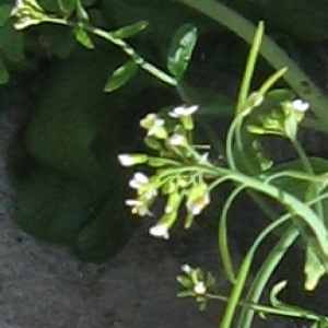 Photographie n°32831 du taxon Arabidopsis thaliana (L.) Heynh.